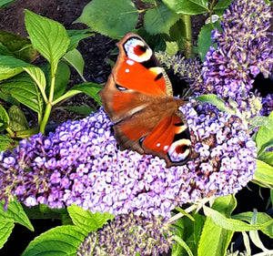 Buddleja davidii 'Buzz Lavender'