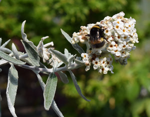 Buddleja 'Silver Anniversary'