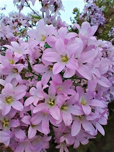 Campanula lactiflora 'Loddon Anna'