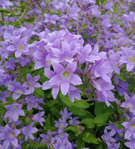 Campanula lactiflora 'Prichard's Variety' AGM