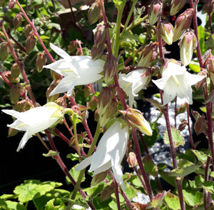 Campanula alliariifolia