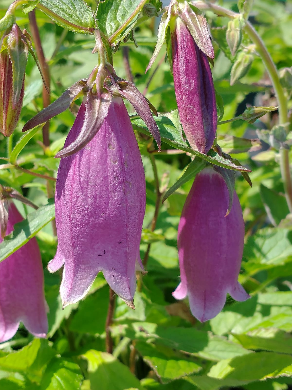 Campanula punctata rubriflora