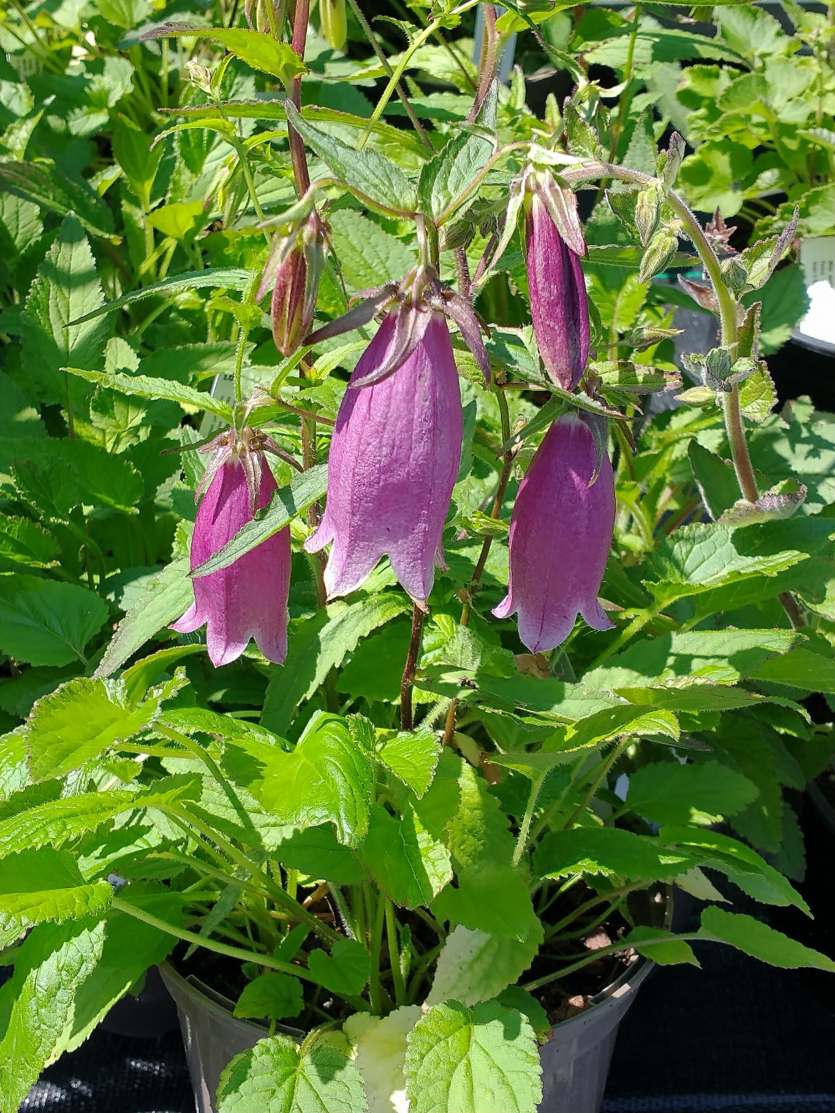 Campanula punctata rubriflora