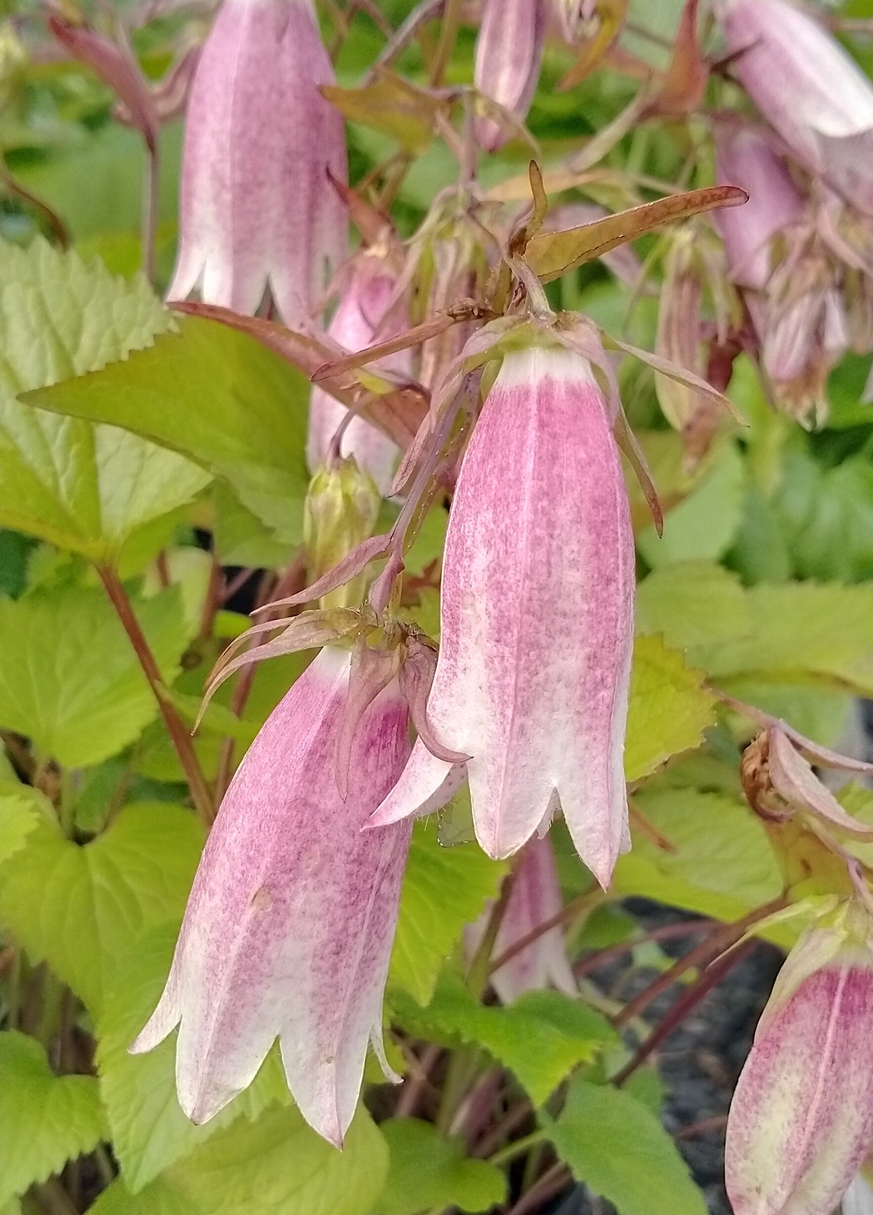 Campanula takesimana 'Elizabeth'