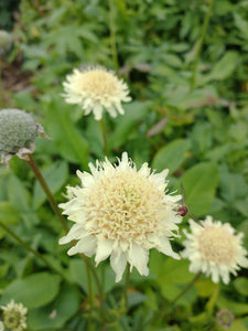 Cephalaria gigantea