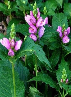 Chelone obliqua