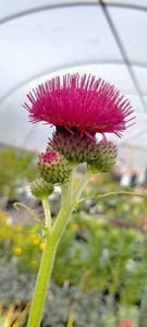 Cirsium rivulare 'Atropurpureum'