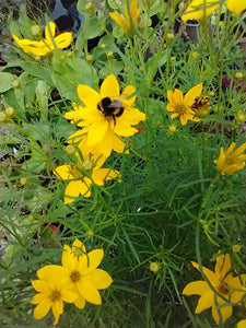 Coreopsis verticillata 'Grandiflora'   AGM
