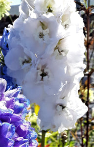 Delphinium Galahad Group