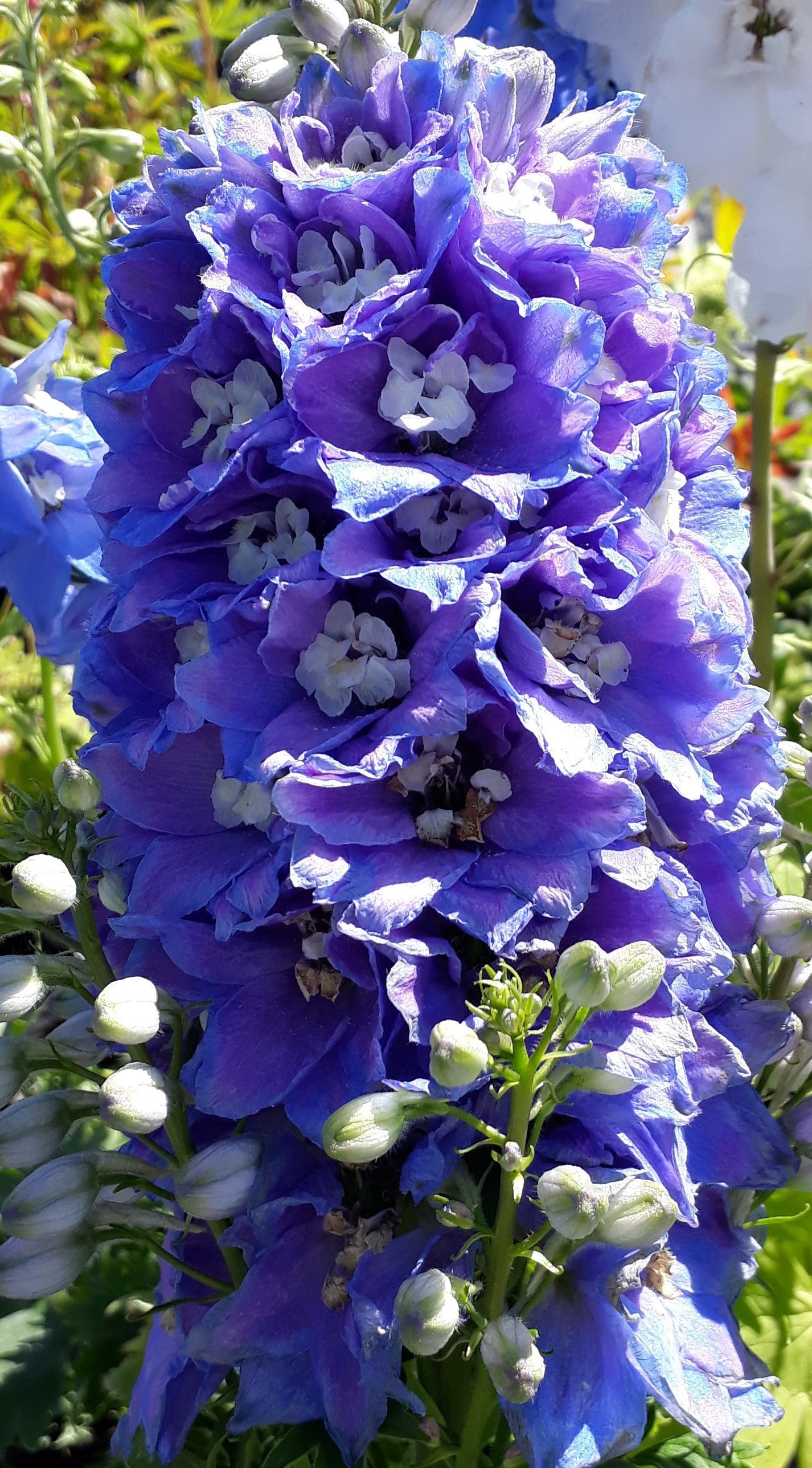 Delphinium 'Blue Bird'