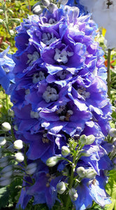 Delphinium 'Blue Bird'