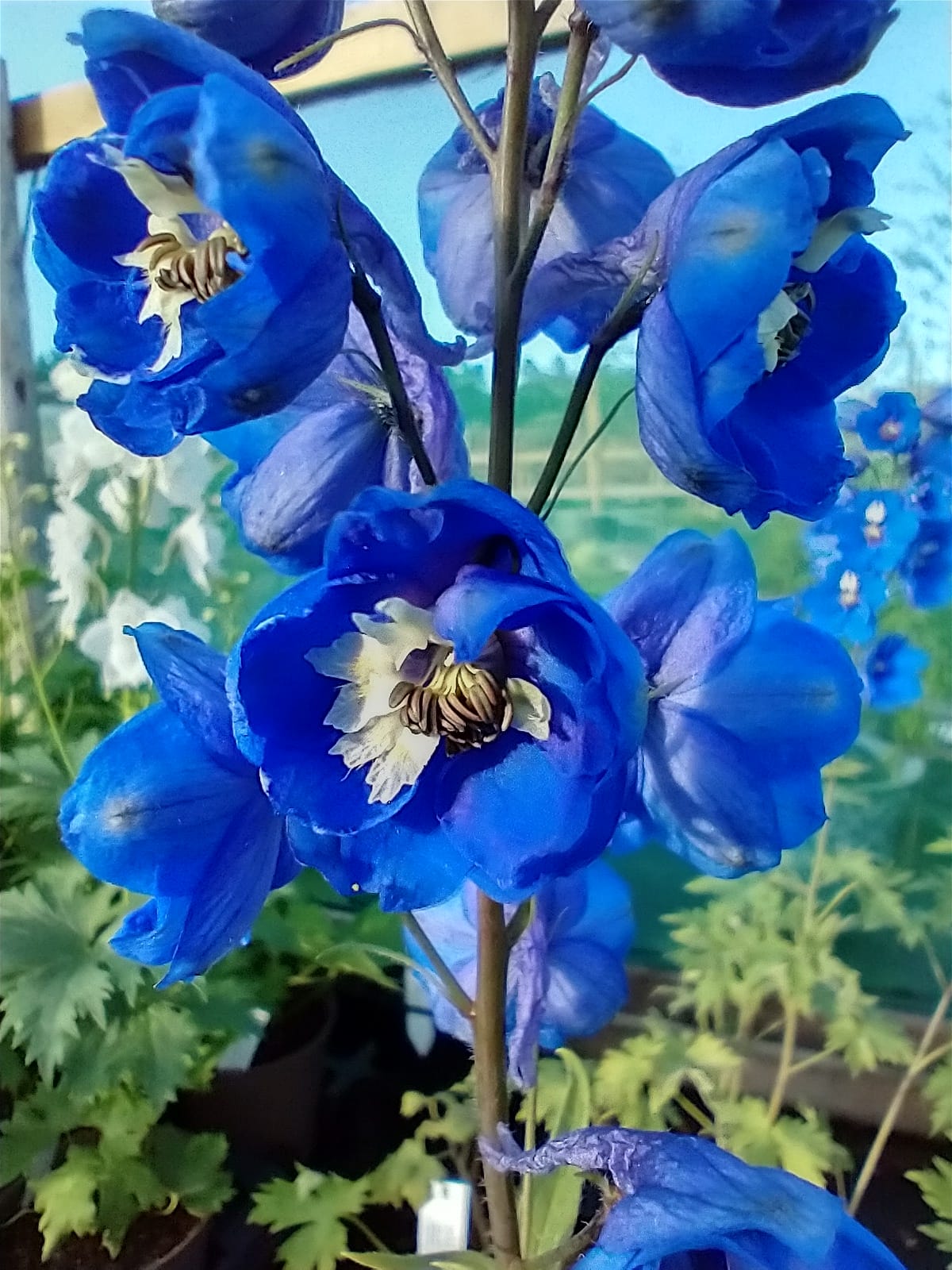 Delphinium 'Blue Bird'