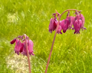 Dicentra formosa