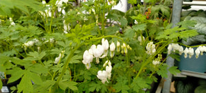 Lamprocapnos spectabilis 'Alba' AGM (formerly Dicentra spectabilis ‘Alba’)