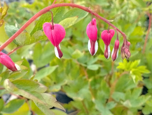 Lamprocapnos spectalis AGM (formerly Dicentra spectablis)