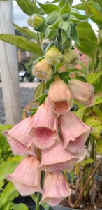 Digitalis x mertonensis 'Summer King'