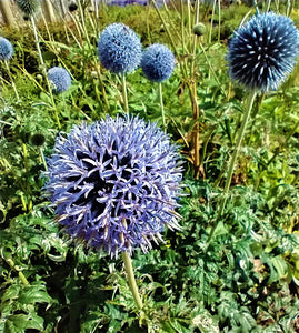 Echinops bannaticus 'Blue Globe'