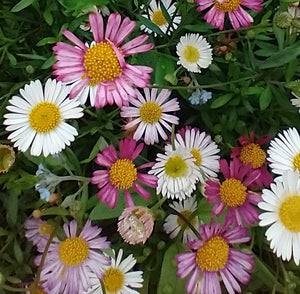 Erigeron karvinskianus AGM