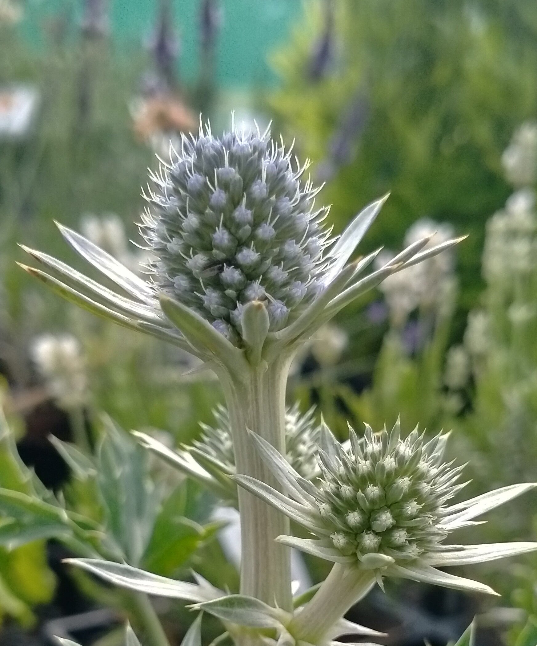 Eryngium bourgatii