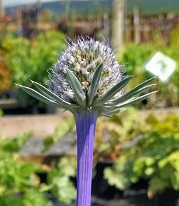 Eryngium bourgatii