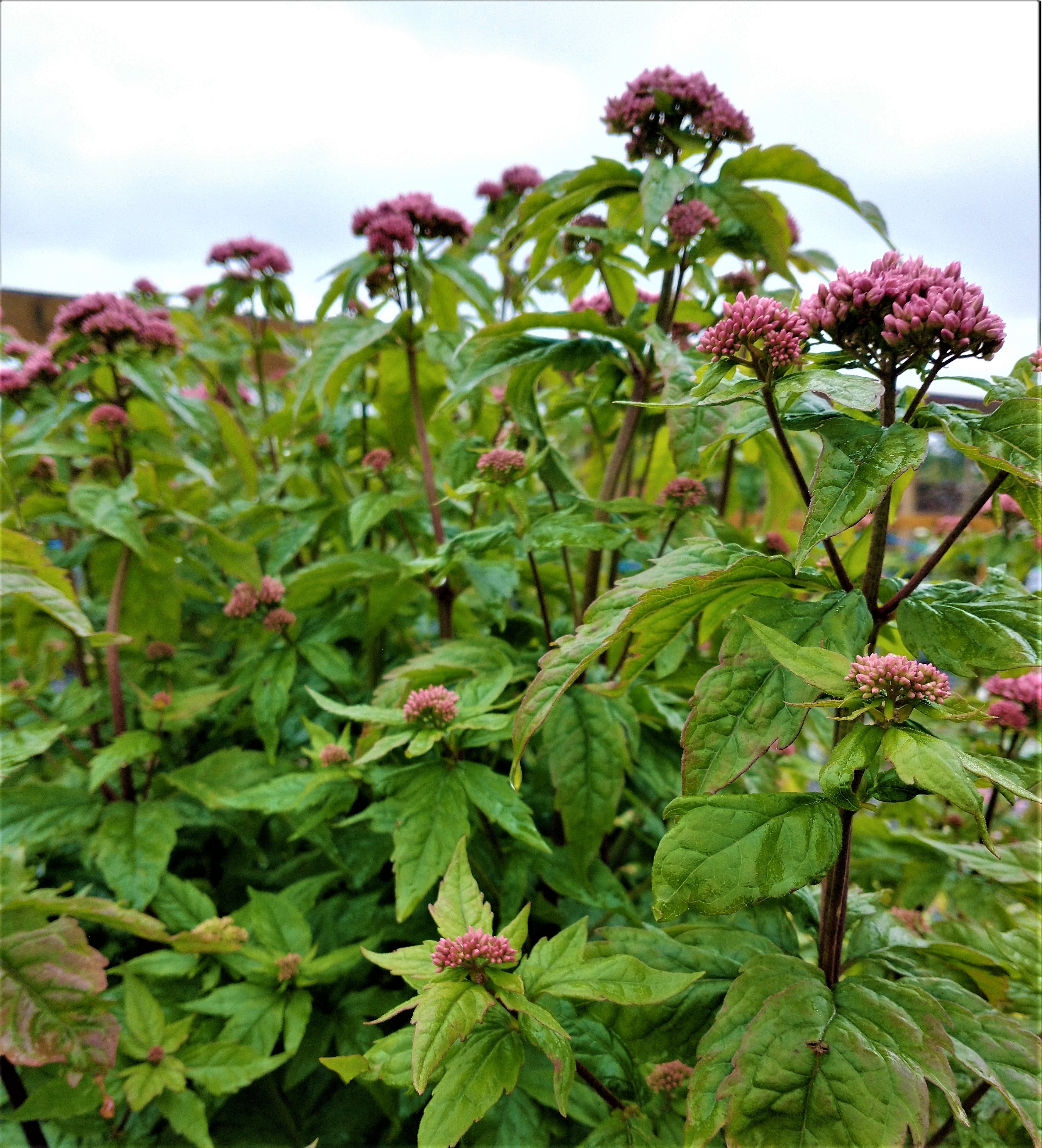Eupatorium Eupatorium purpureum ‘Atropurpureum’ – Pine Tree Nurseries