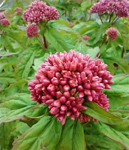 Eupatorium purpureum ‘Atropurpureum’