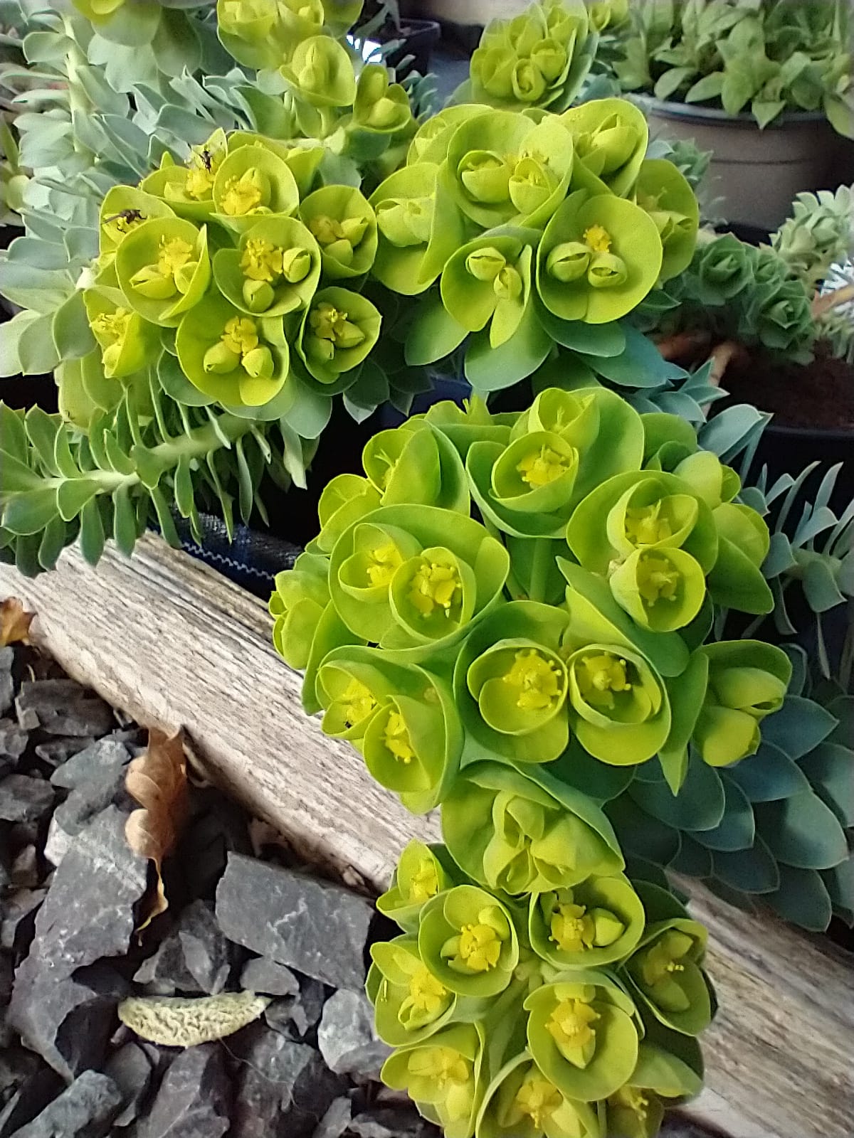 Euphorbia myrsinites AGM