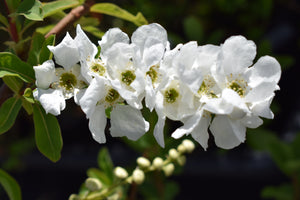 Exochorda x macrantha 'The Bride'  AGM