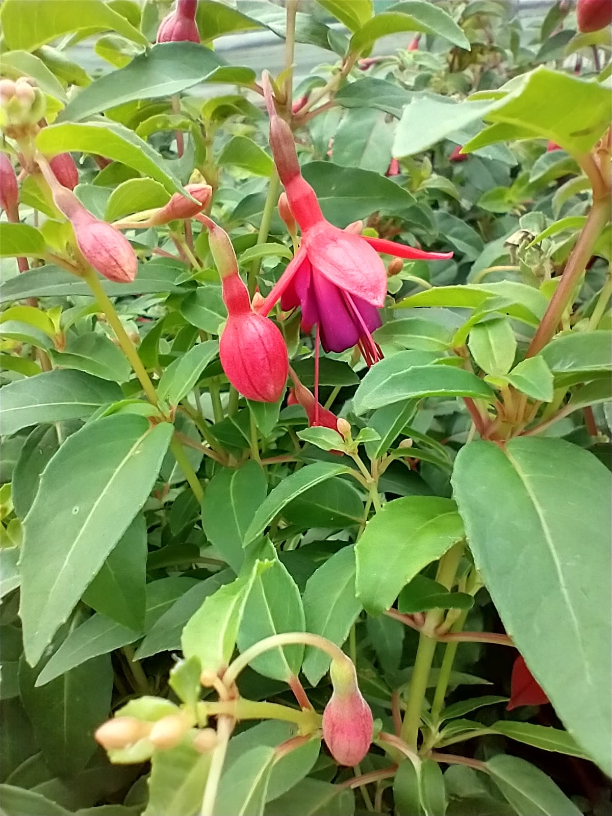 Fuchsia 'Tom Thumb' AGM