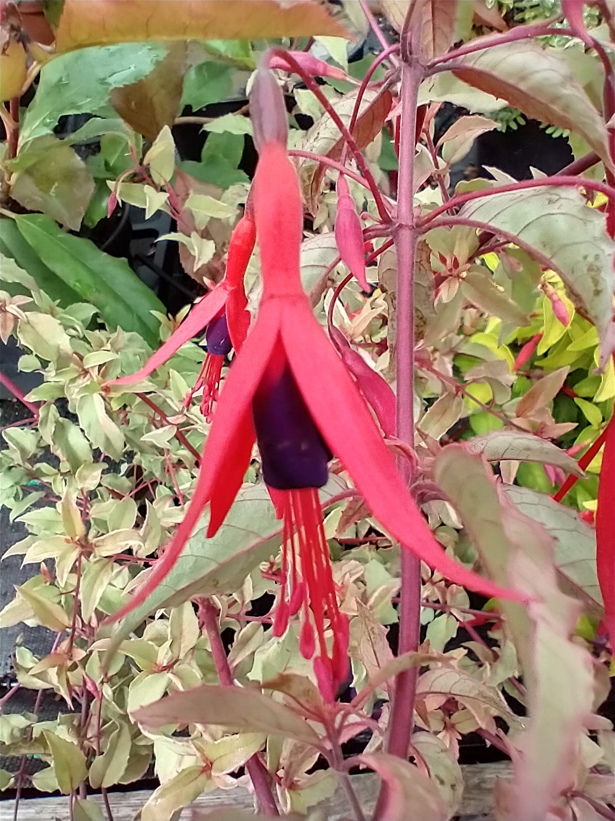 Fuchsia magellanica 'Versicolor' AGM