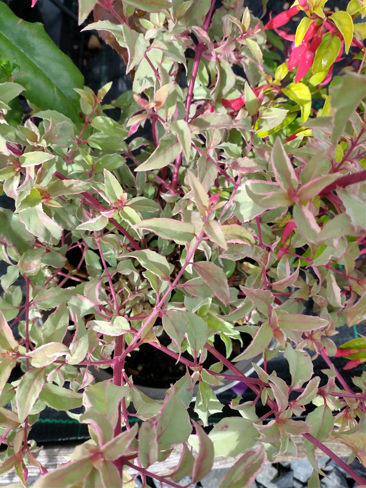 Fuchsia magellanica 'Versicolor' AGM