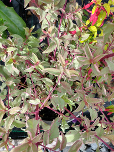 Fuchsia magellanica 'Versicolor' AGM