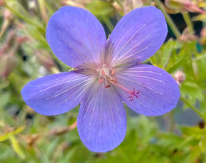 Geranium 'Johnson's Blue'