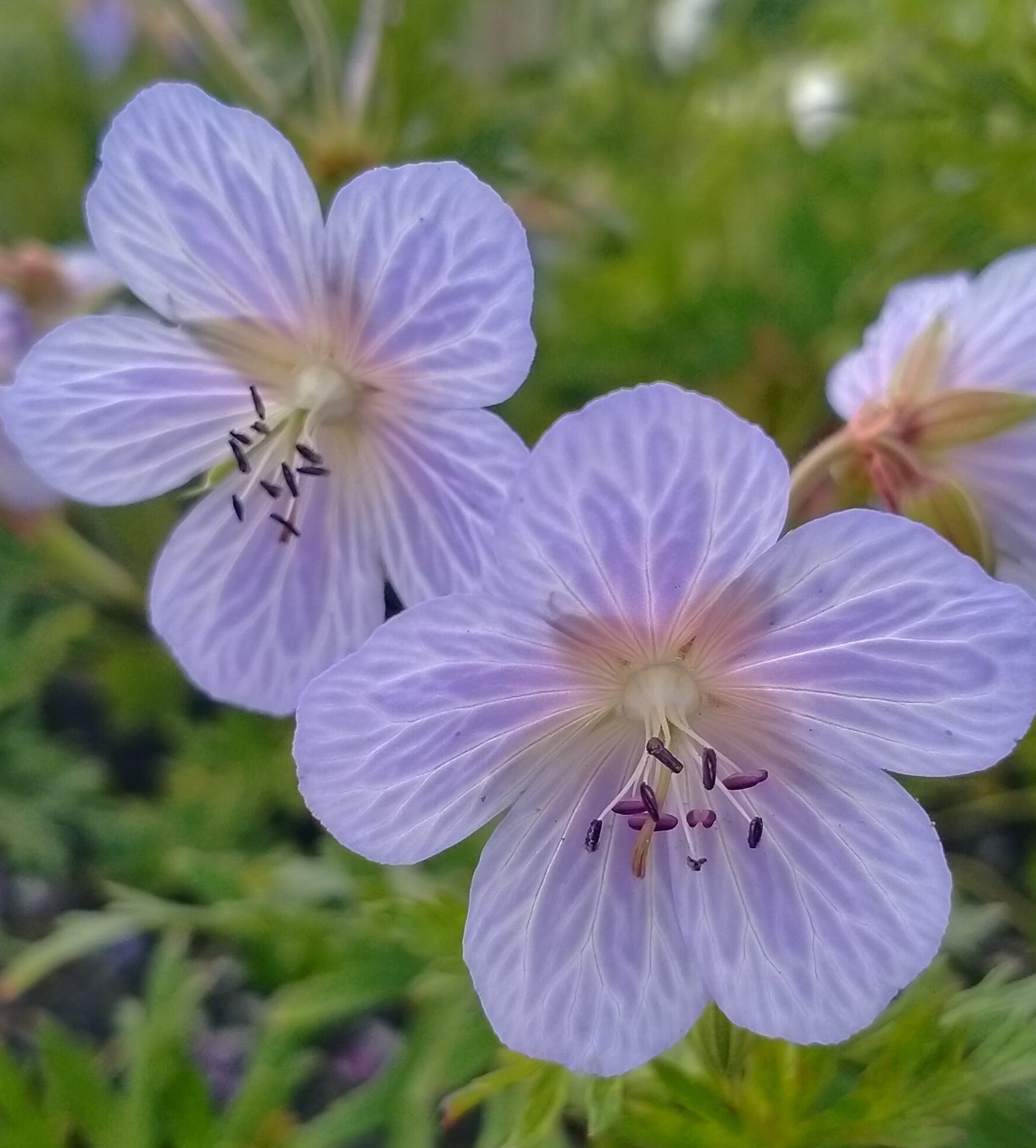 Geranium pratense 'Mrs Kendall Clarke' AGM