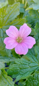 Geranium x oxonianum 'Wargrave Pink' AGM