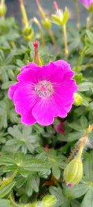 Geranium sanguineum AGM