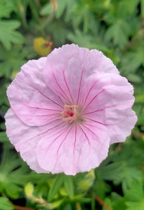 Geranium sanguineum var. striatum AGM