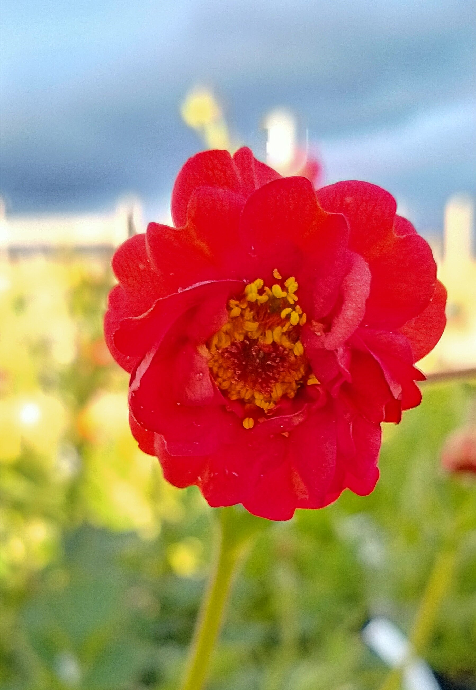 Geum 'Mrs J. Bradshaw' AGM