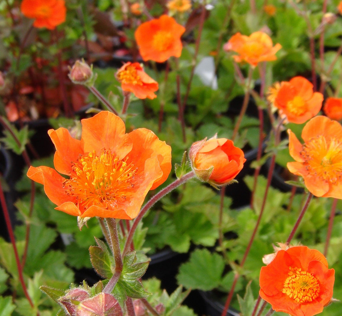 Geum coccineum 'Queen of Orange' – Pine Tree Nurseries