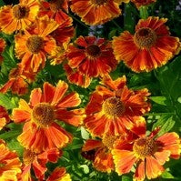 Helenium 'Moerheim Beauty' AGM