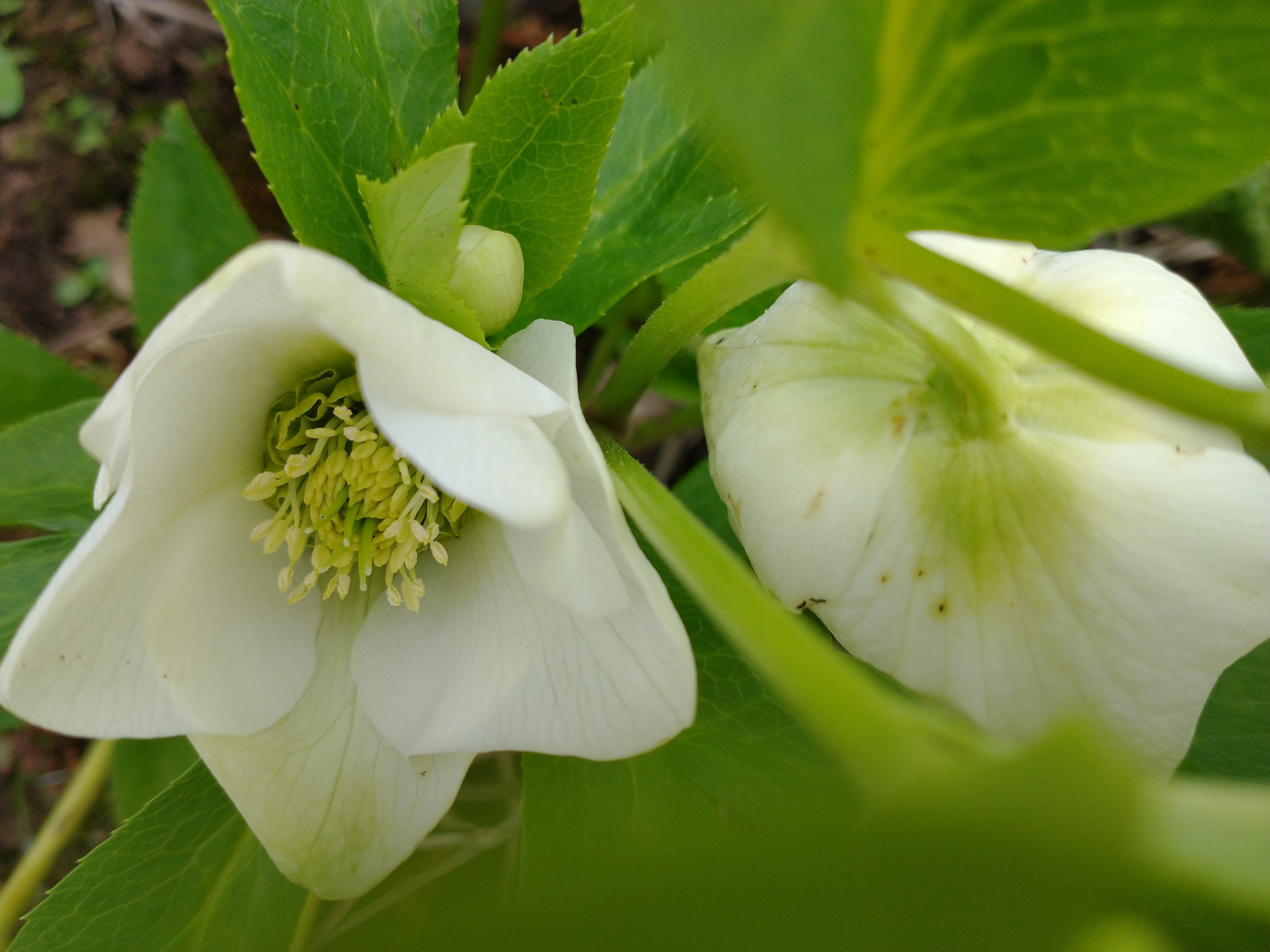 Helleborus Niger (Christmas Rose)