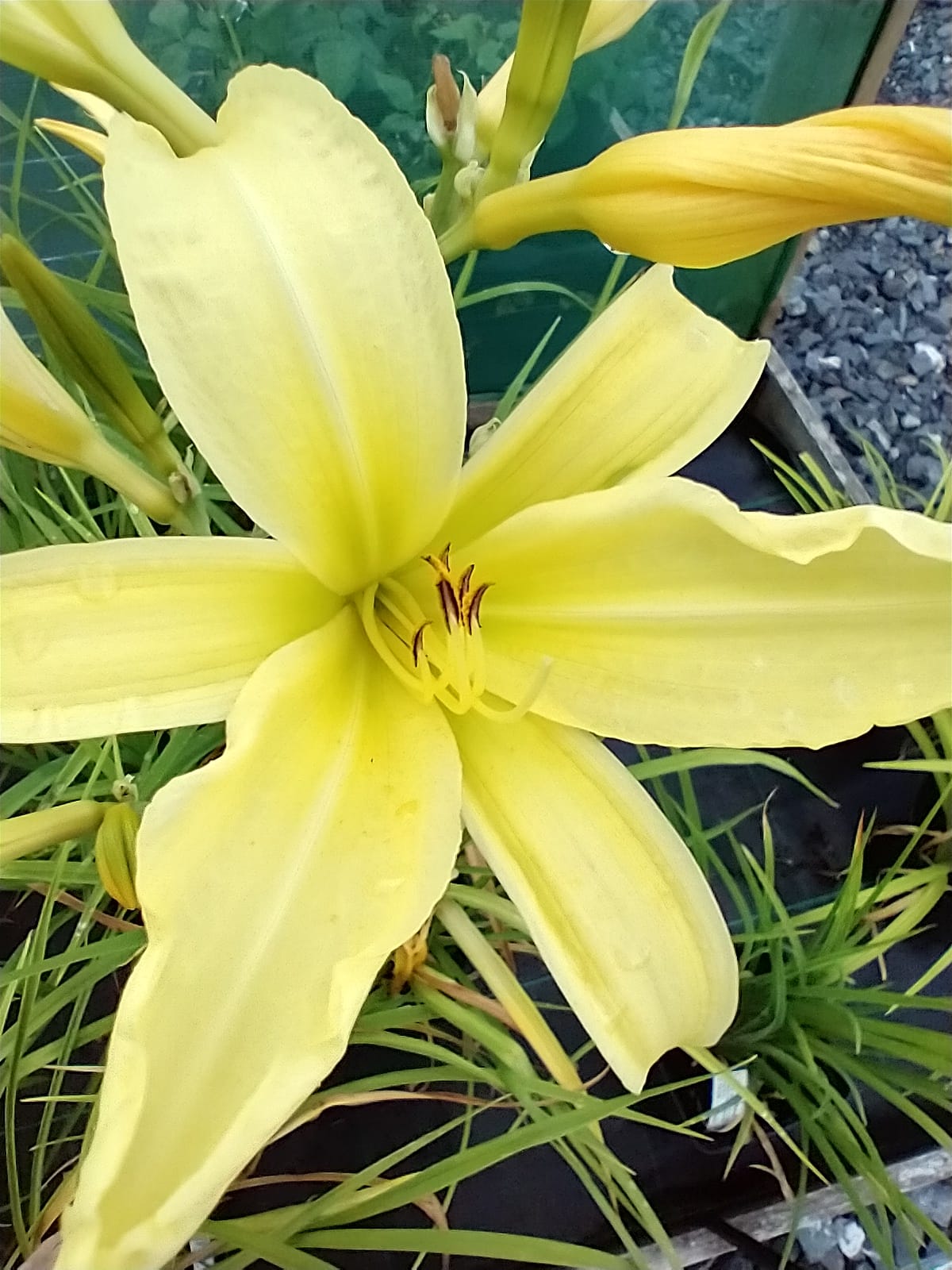 Hemerocallis 'Corky' AGM