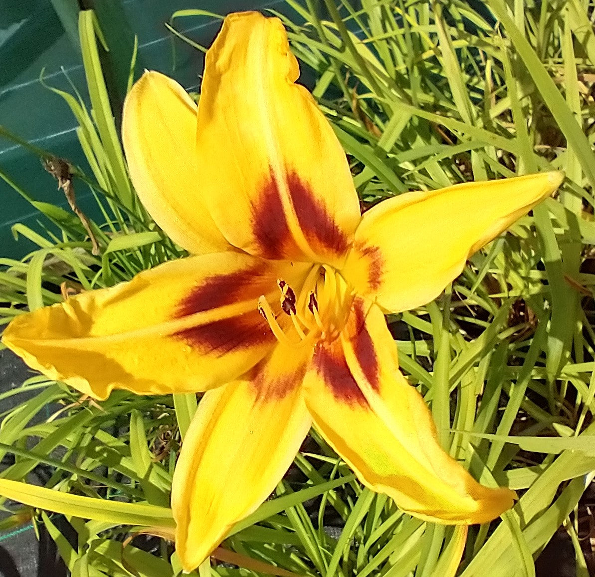 Hemerocallis 'Bonanza'