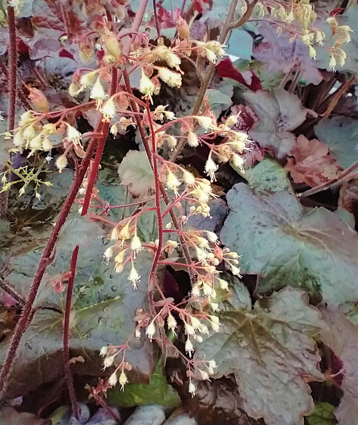 Heuchera micrantha ‘Purple Palace’