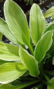 Hosta undulata var. albomarginata