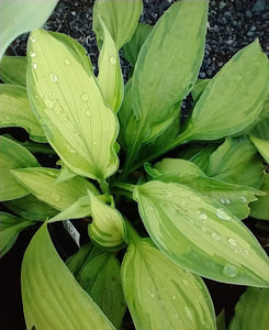 Hosta fortunei var. albopicta