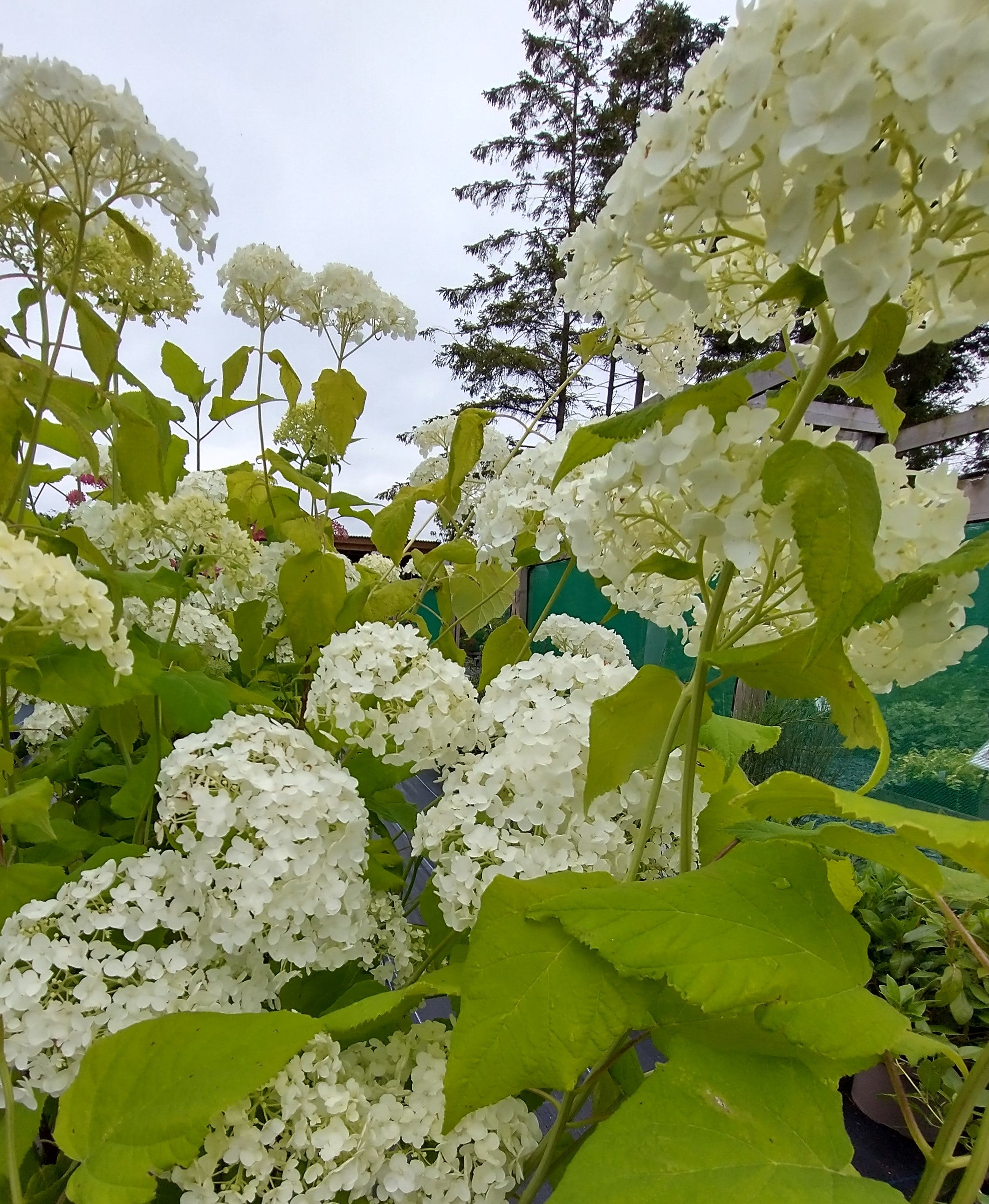 Hydrangea arborescens 'Annabelle' AGM