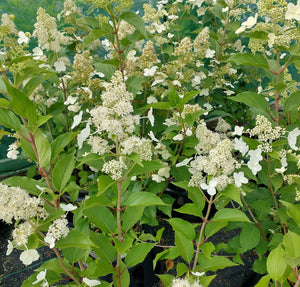 Hydrangea paniculata 'Kyushu' AGM