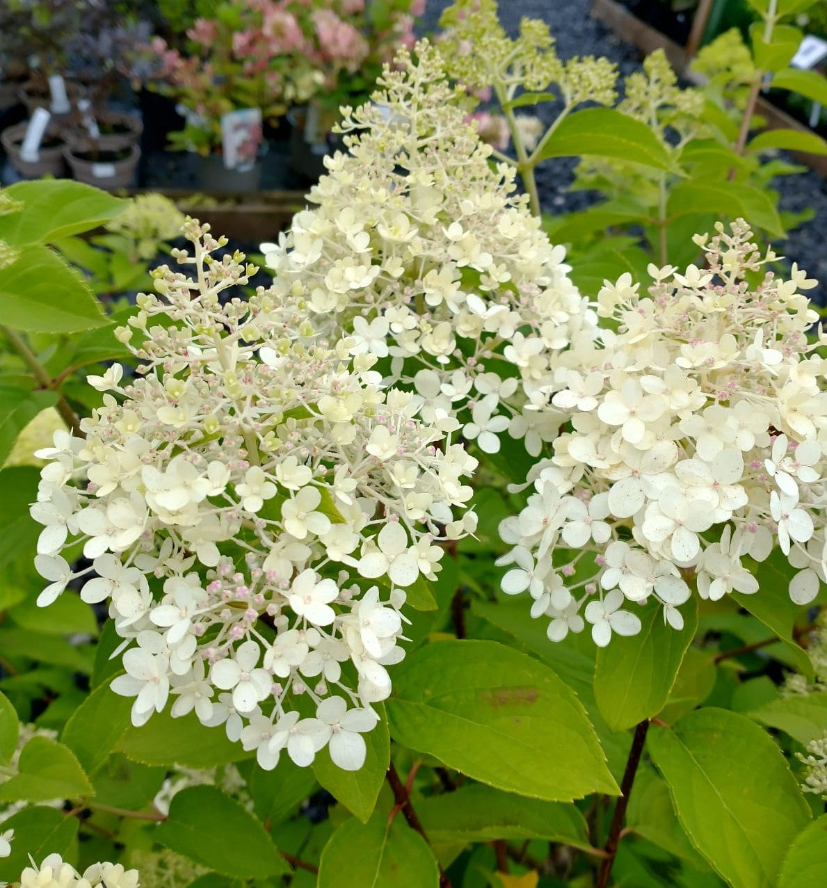 Hydrangea paniculata 'Limelight' AGM