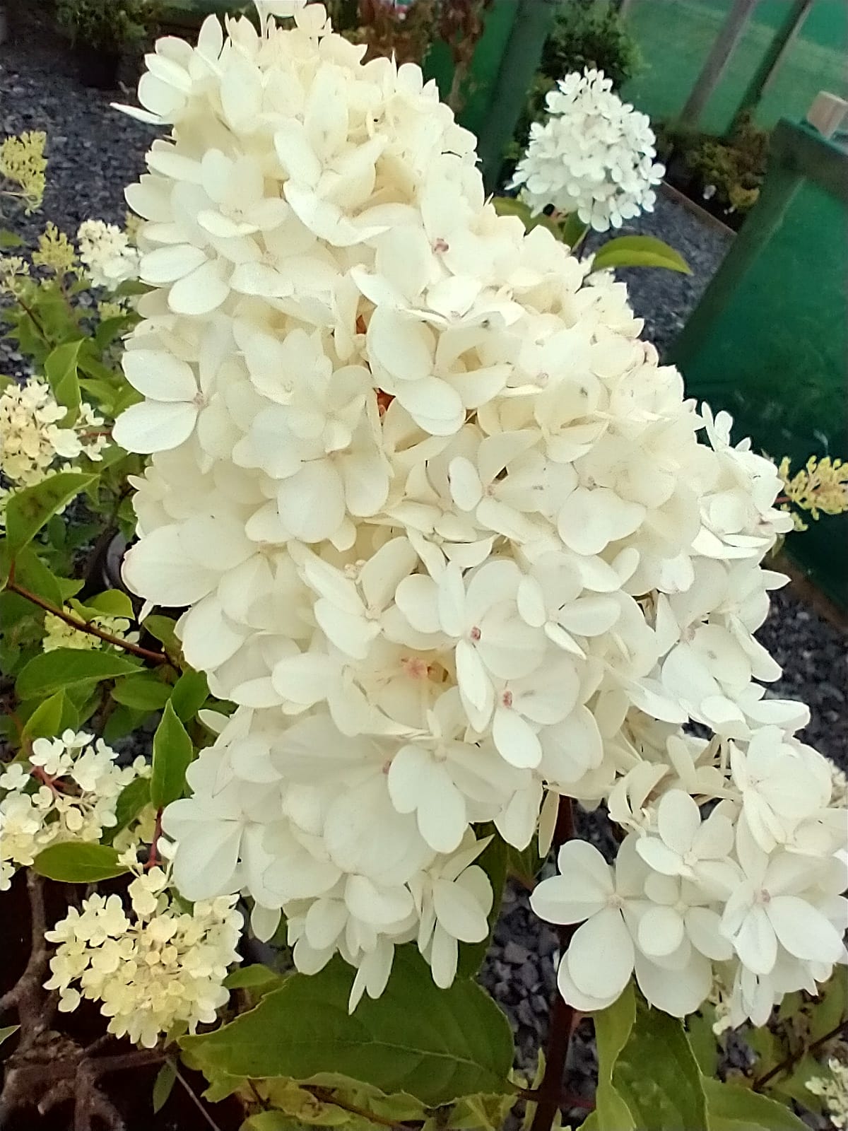 Hydrangea paniculata 'Vanille Fraise'